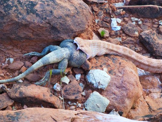 A Speckled Rattlesnake chokes down a Chuckwalla, Day 3